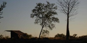 boab-and-tent