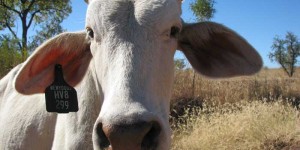 moo