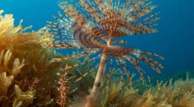 seaflower